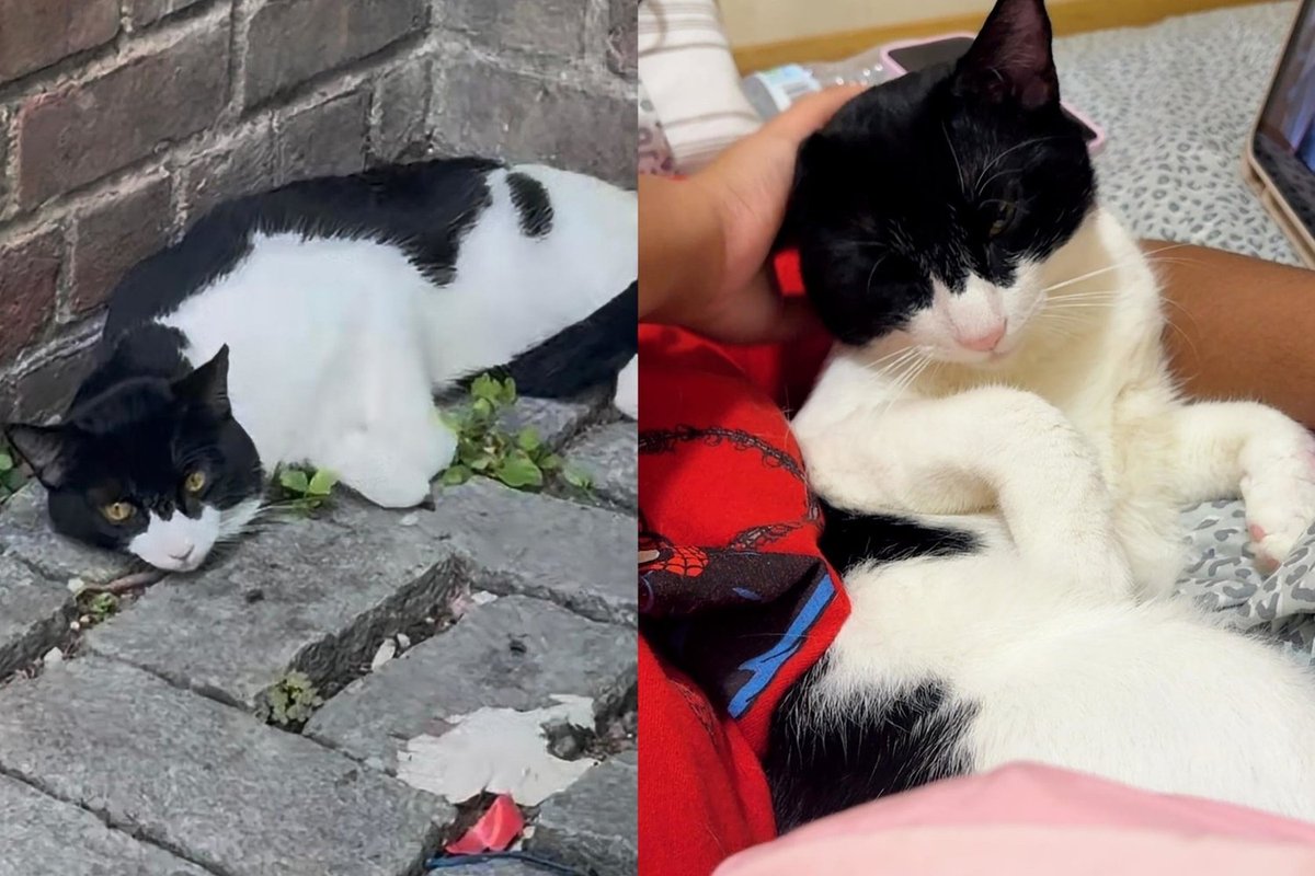 Cat Too Scared to Move From One Spot for Three Days Now Wants Nothing More Than to Be Cradled Like a Baby