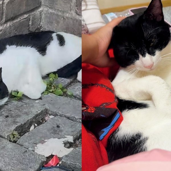 Cat Too Scared to Move From One Spot for Three Days Now Wants Nothing More Than to Be Cradled Like a Baby