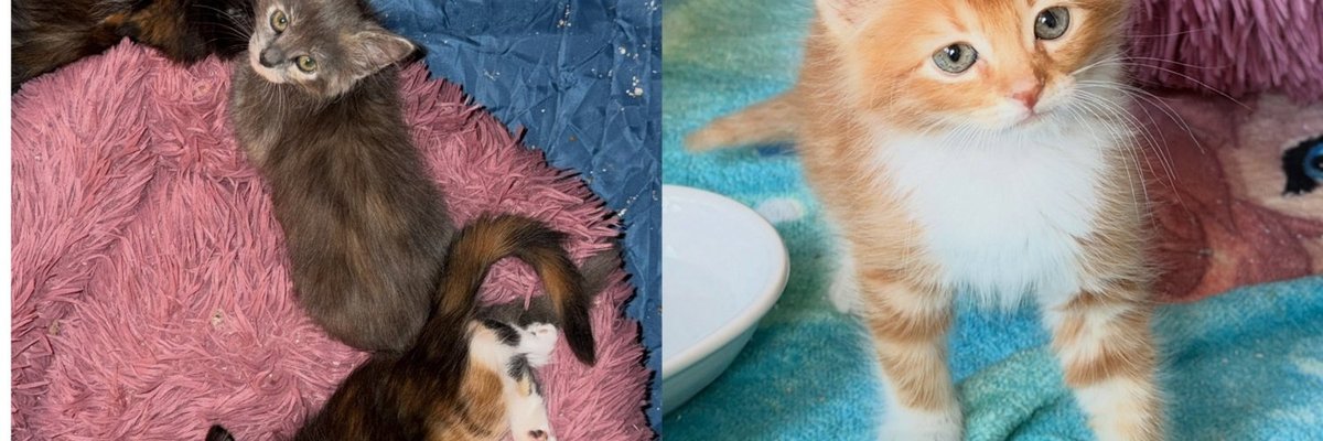 Kittens Born Under a Shed at Construction Site Were Not Going to Be Left Behind, and Neither Was Their Mom
