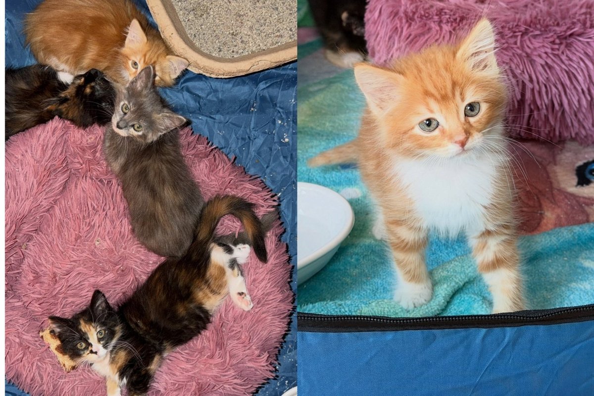 Kittens Born Under a Shed at Construction Site Were Not Going to Be Left Behind, and Neither Was Their Mom