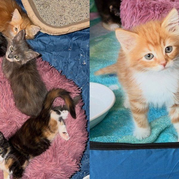 Kittens Born Under a Shed at Construction Site Were Not Going to Be Left Behind, and Neither Was Their Mom
