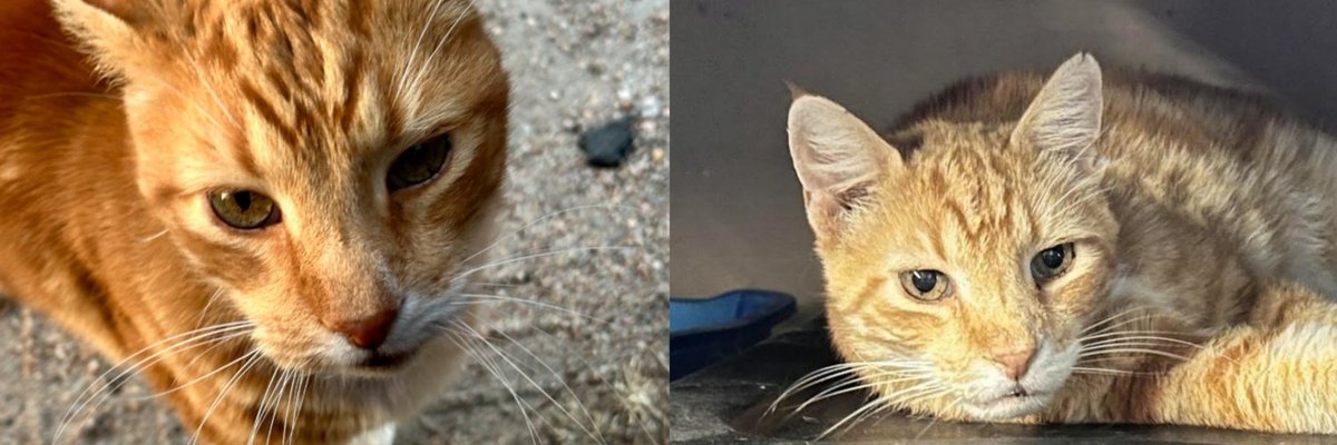 Senior Cat From a Trailer Park Has Almost No Teeth Left, and He Could Not Care Less at Dinnertime