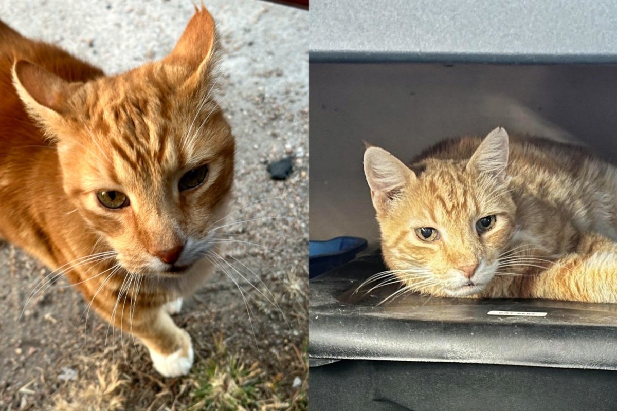 Senior Cat From a Trailer Park Has Almost No Teeth Left, and He Could Not Care Less at Dinnertime
