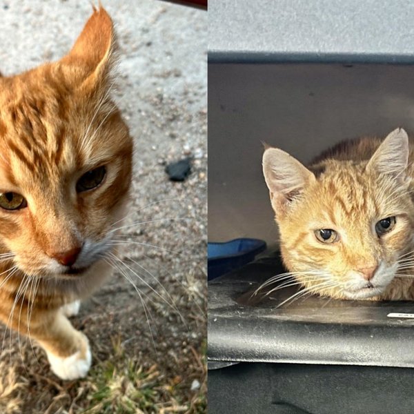 Senior Cat From a Trailer Park Has Almost No Teeth Left, and He Could Not Care Less at Dinnertime