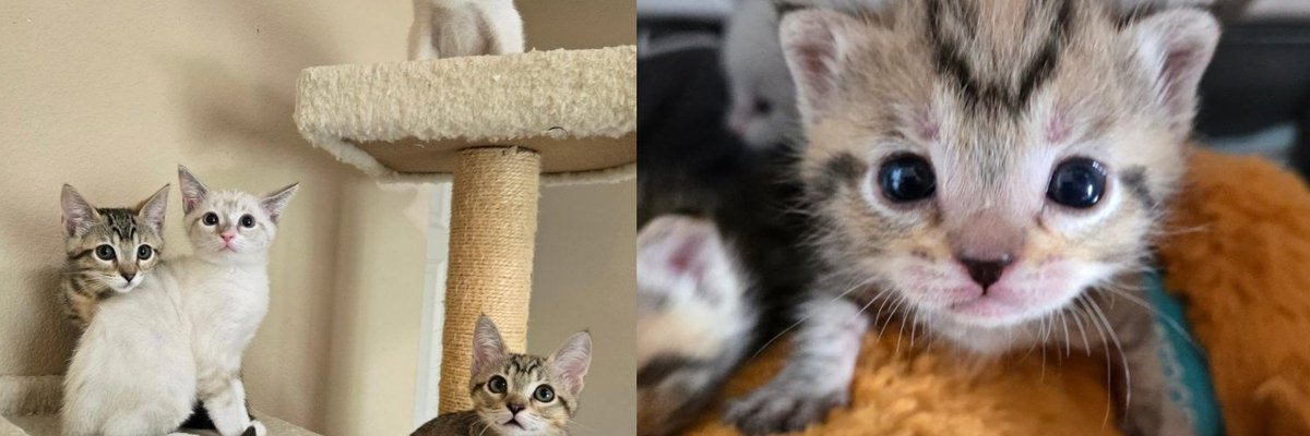 Four Kittens Found Alone in Busy Downtown Nearly Went Their Separate Ways, but Three of Them Had Other Plans