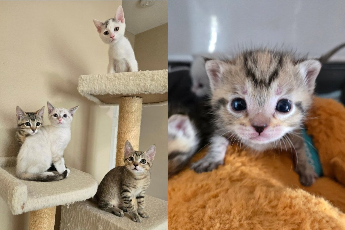 Four Kittens Found Alone in Busy Downtown Nearly Went Their Separate Ways, but Three of Them Had Other Plans