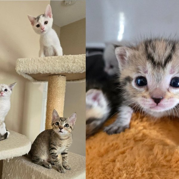 Four Kittens Found Alone in Busy Downtown Nearly Went Their Separate Ways, but Three of Them Had Other Plans
