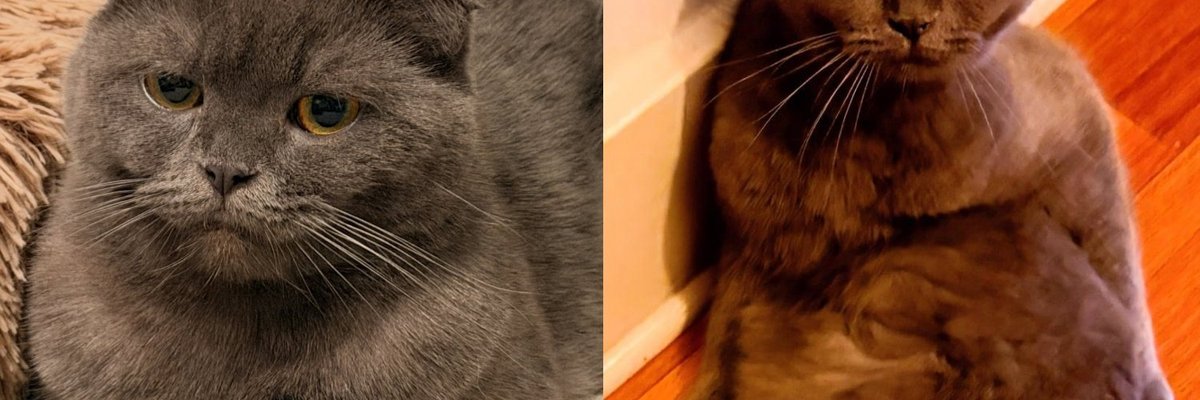 Cat Rescued From a Hoarding Home Kept to Herself for Weeks, and Now Sneaks Into Bed With Her Person