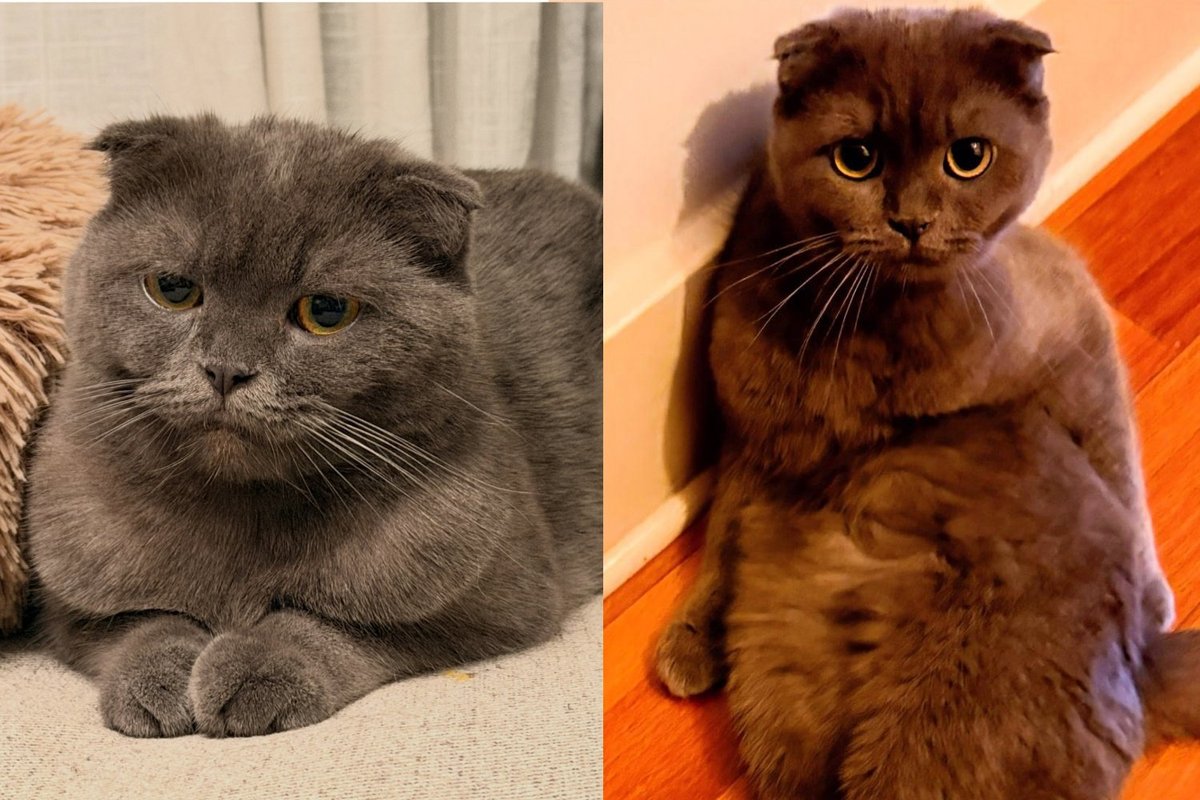 Cat Rescued From a Hoarding Home Kept to Herself for Weeks, and Now Sneaks Into Bed With Her Person