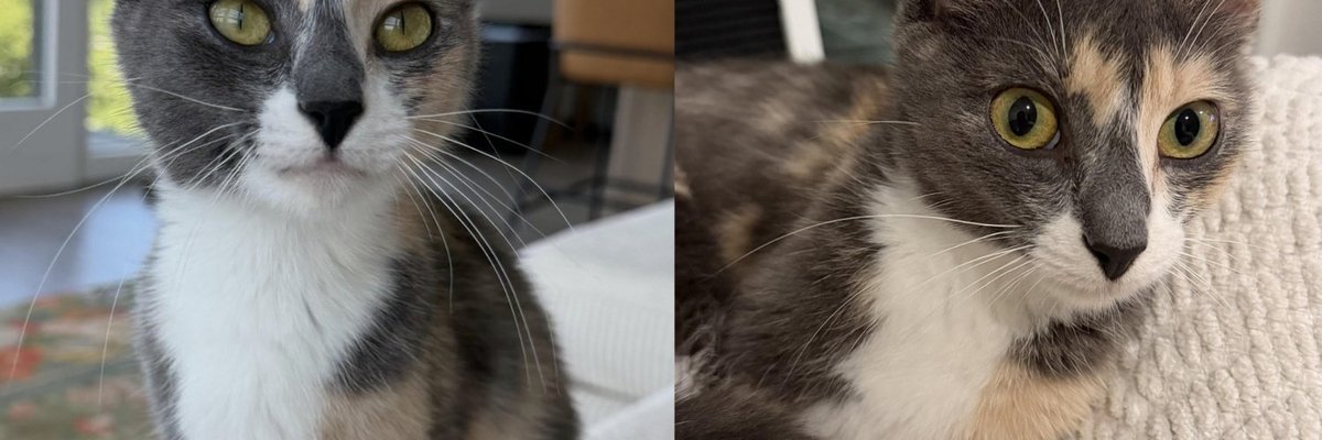 Mama Cat Took a Rescue a Long Time to Trap, Now She Comes Out for the Voices She Loves Most