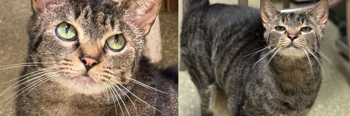 Cat Who Beat a Rare Skin Condition Now Runs the Clinic and Gives Staff a Love Tap When Food Is Late