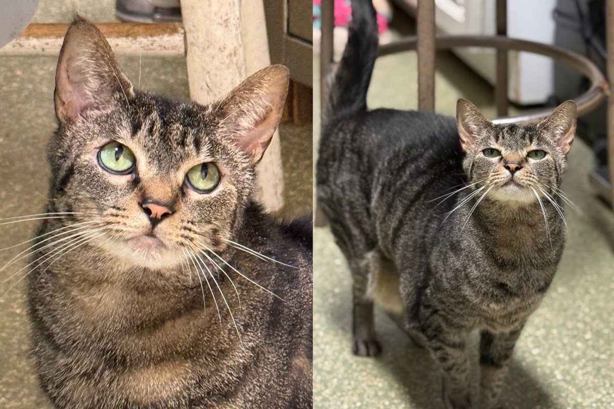 Cat Who Beat a Rare Skin Condition Now Runs the Clinic and Gives Staff a Love Tap When Food Is Late