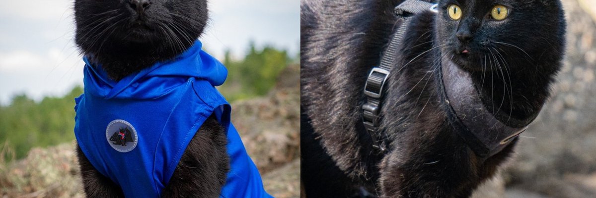 A Black Cat Hours From Being Put Down for Being Unwanted Has Spent Nine Years Proving Everyone Wrong