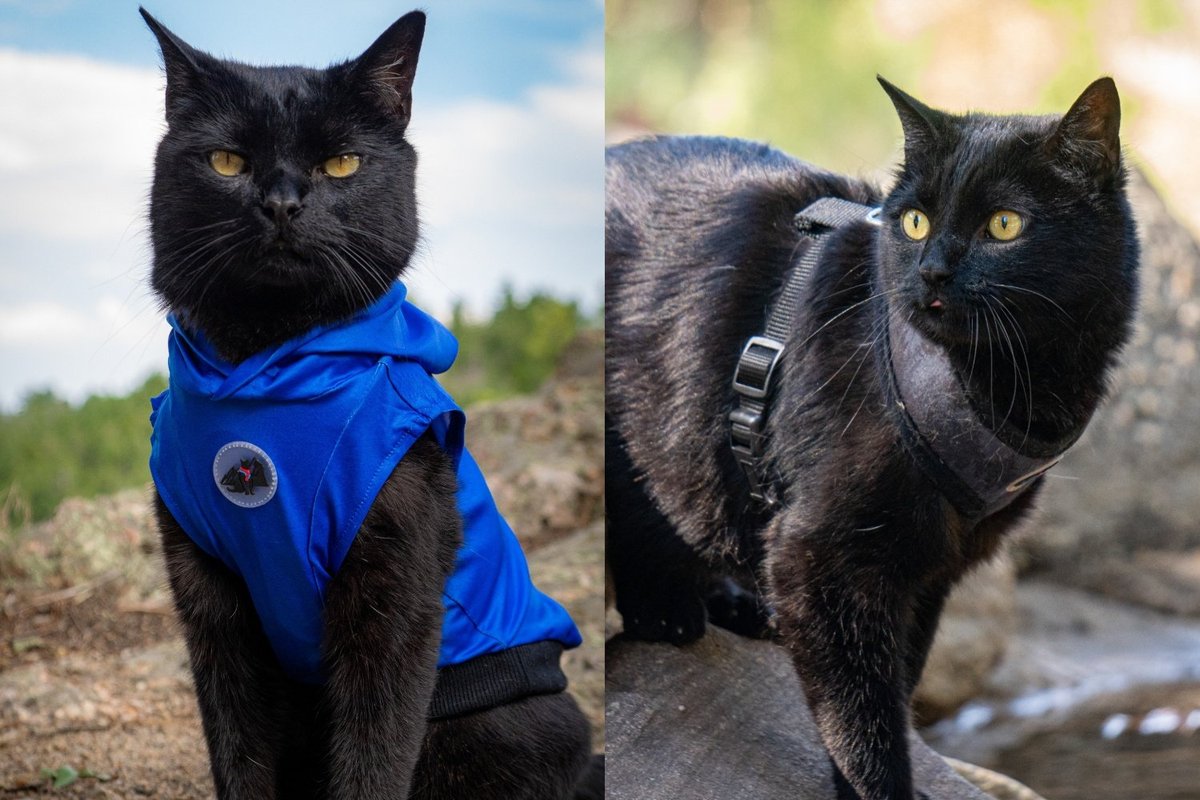 A Black Cat Hours From Being Put Down for Being Unwanted Has Spent Nine Years Proving Everyone Wrong