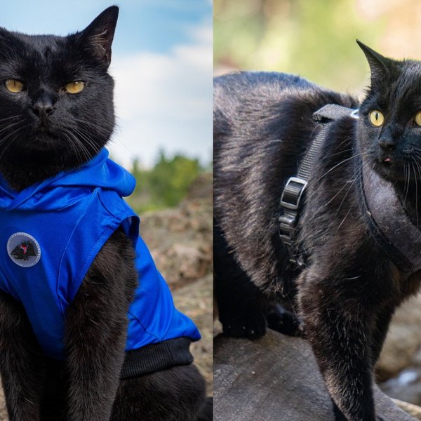 A Black Cat Hours From Being Put Down for Being Unwanted Has Spent Nine Years Proving Everyone Wrong