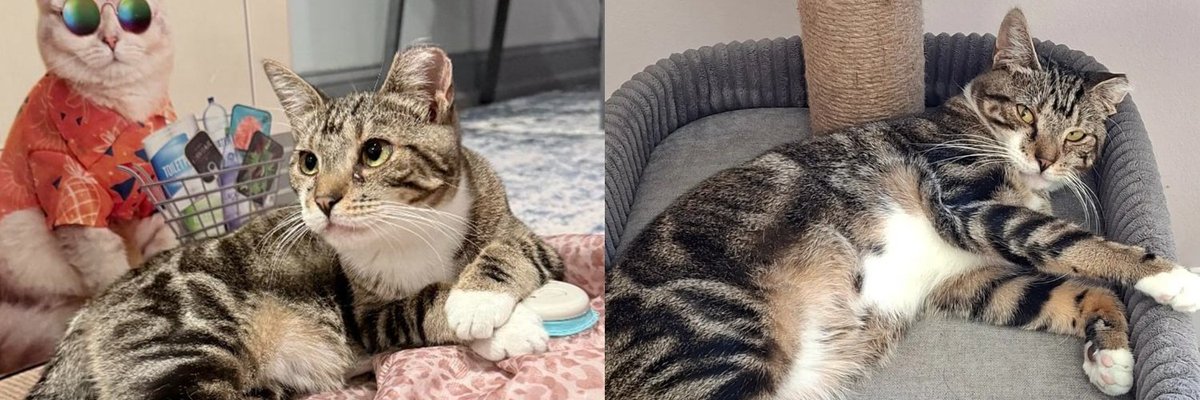 Cat Rescued From the Toughest Colony in New York Taught Herself to Switch On Her Own Toy