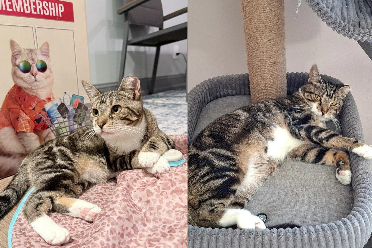 Cat Rescued From the Toughest Colony in New York Taught Herself to Switch On Her Own Toy