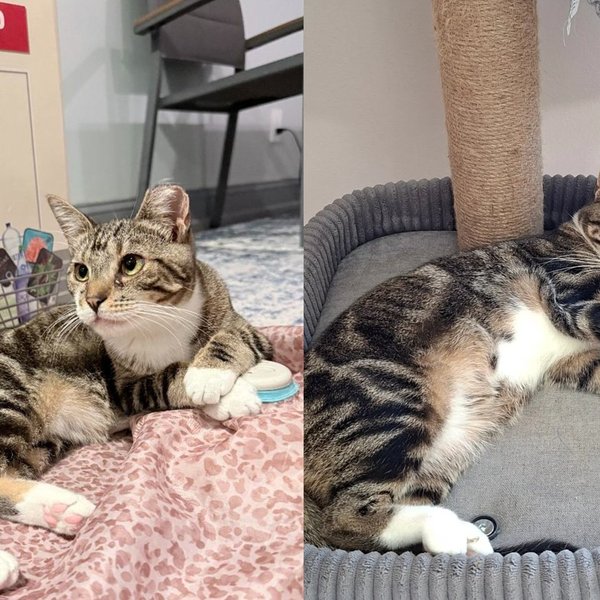 Cat Rescued From the Toughest Colony in New York Taught Herself to Switch On Her Own Toy