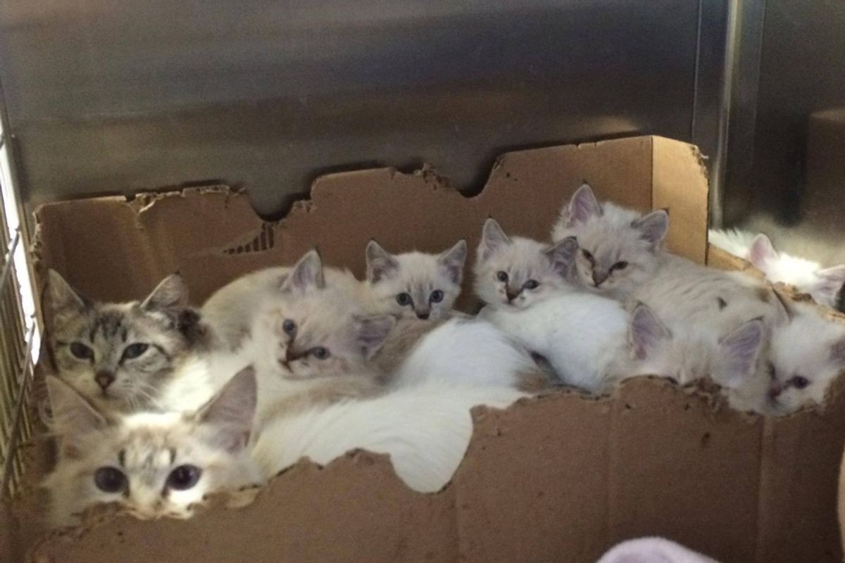 Two Cat Mamas and Their Seven Kittens Found in a Mobile Home Park