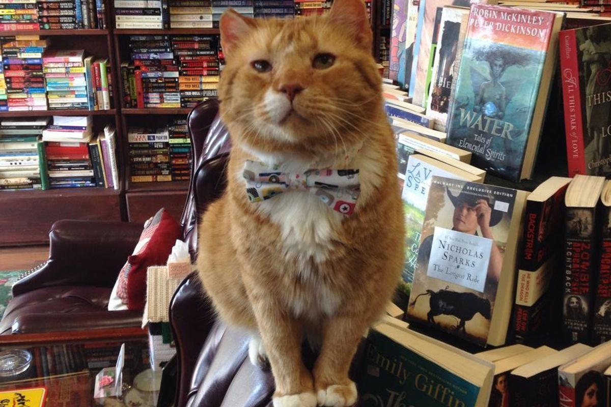 Shelter Cat was Given a Chance, Now 14, He Gives Back to People Every Day at Book Store