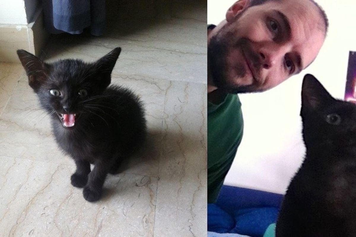 Man Chases Down the Street to Save Crying Kitten So He Could Give Him a Home