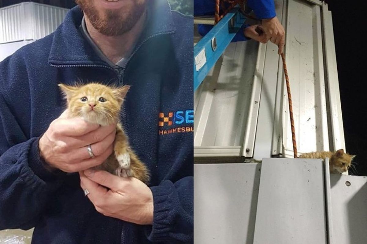 Staff and Rescuers Come Together to Save a Tiny Kitten