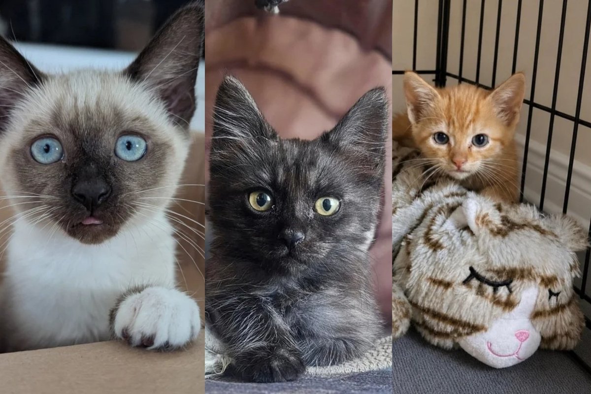 A Rock Slide, a Bridge Ledge, and a Mother Carrying Three BB Pellets: Summer's Hardest Rescues
