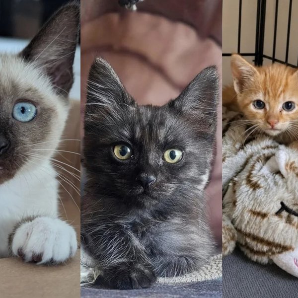 A Rock Slide, a Bridge Ledge, and a Mother Carrying Three BB Pellets: Summer's Hardest Rescues