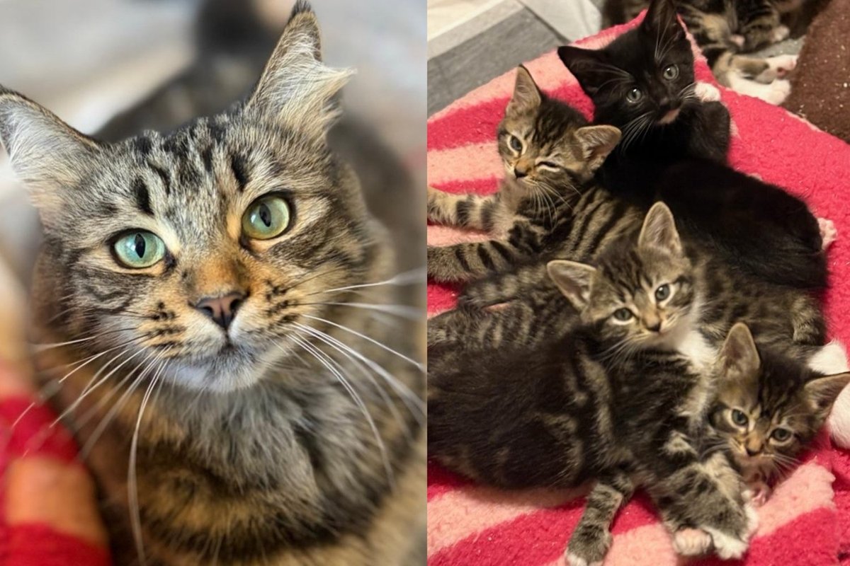 Mama Cat Raised Five Newborn Kittens Along a Garden Fence and Is Now Rewriting Her Family's Whole Story