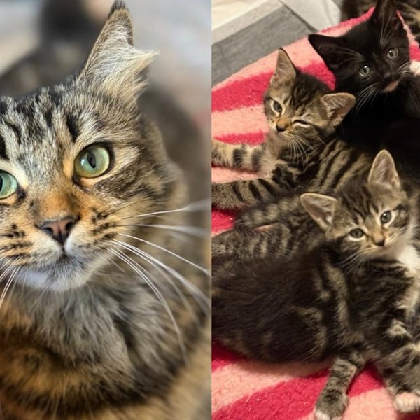 Mama Cat Raised Five Newborn Kittens Along a Garden Fence and Is Now Rewriting Her Family's Whole Story