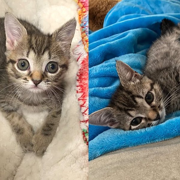Kitten Who Was the Only Survivor of a Litter of Ten and Too Fragile to Move Now Bounces in Full Bunny Hops