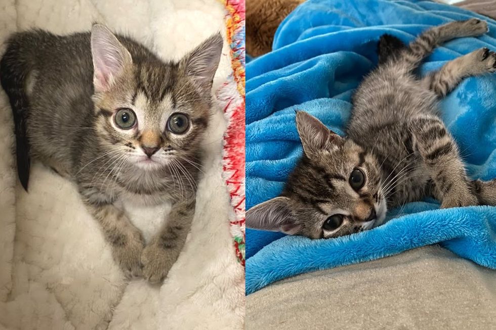 Kitten Who Was the Only Survivor of a Litter of Ten and Too Fragile to Move Now Bounces in Full Bunny Hops