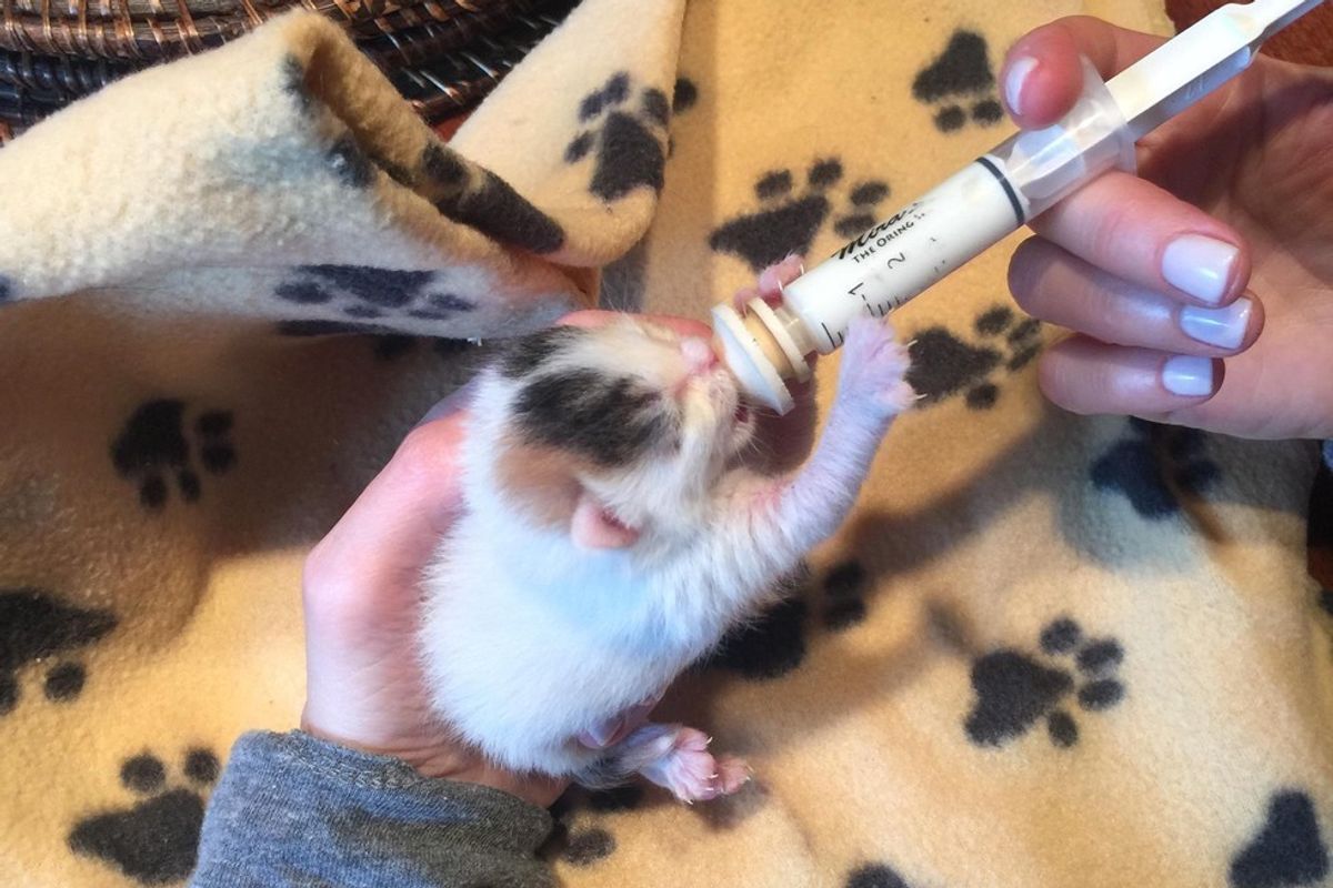 3-day-old Rescue Kitten Determined to Beat the Odds