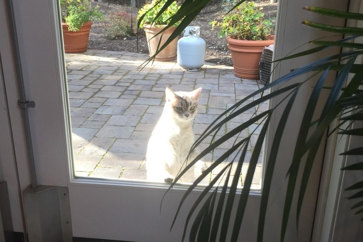 Employees Started Feeding Stray Cat, A Year Later, She's Like Family