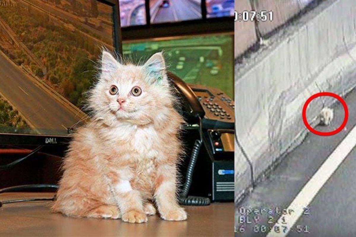 Stray Kitten Saved from Tunnel Returns the Favor by Helping His Rescuers Monitor Traffic