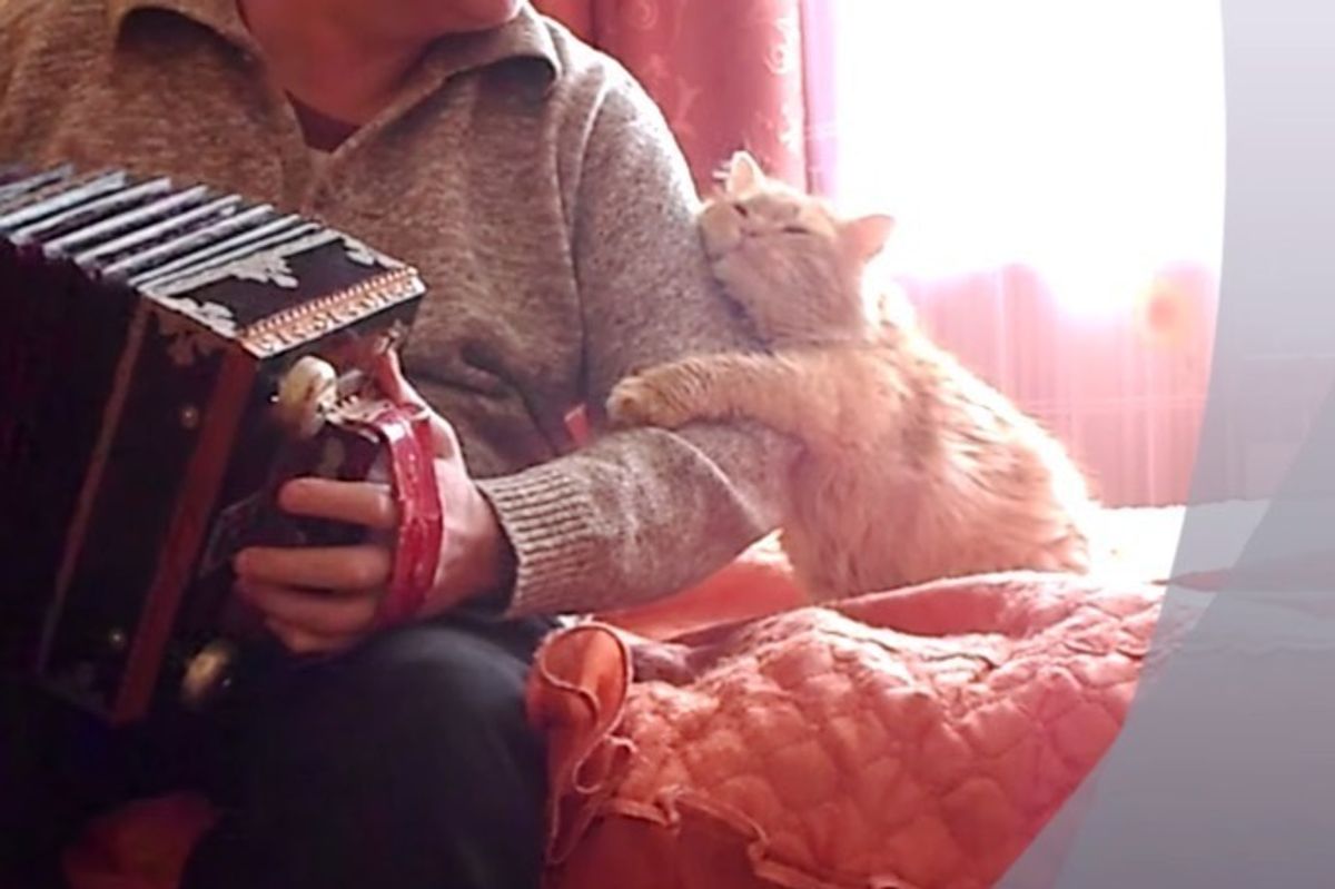 Cat Hugs and Kisses His Human When He Plays Accordion Just for Him
