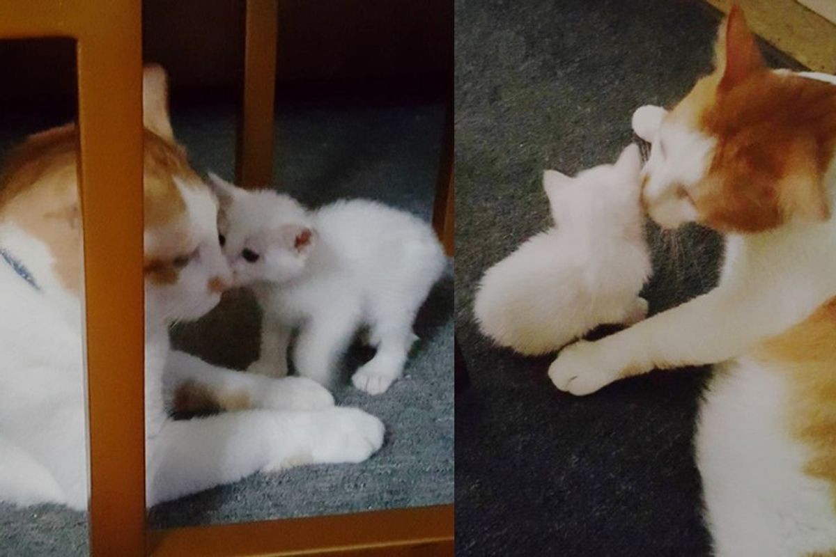 Tiny Stray Kitten Meows Her Way into the Heart of Another Rescue Cat