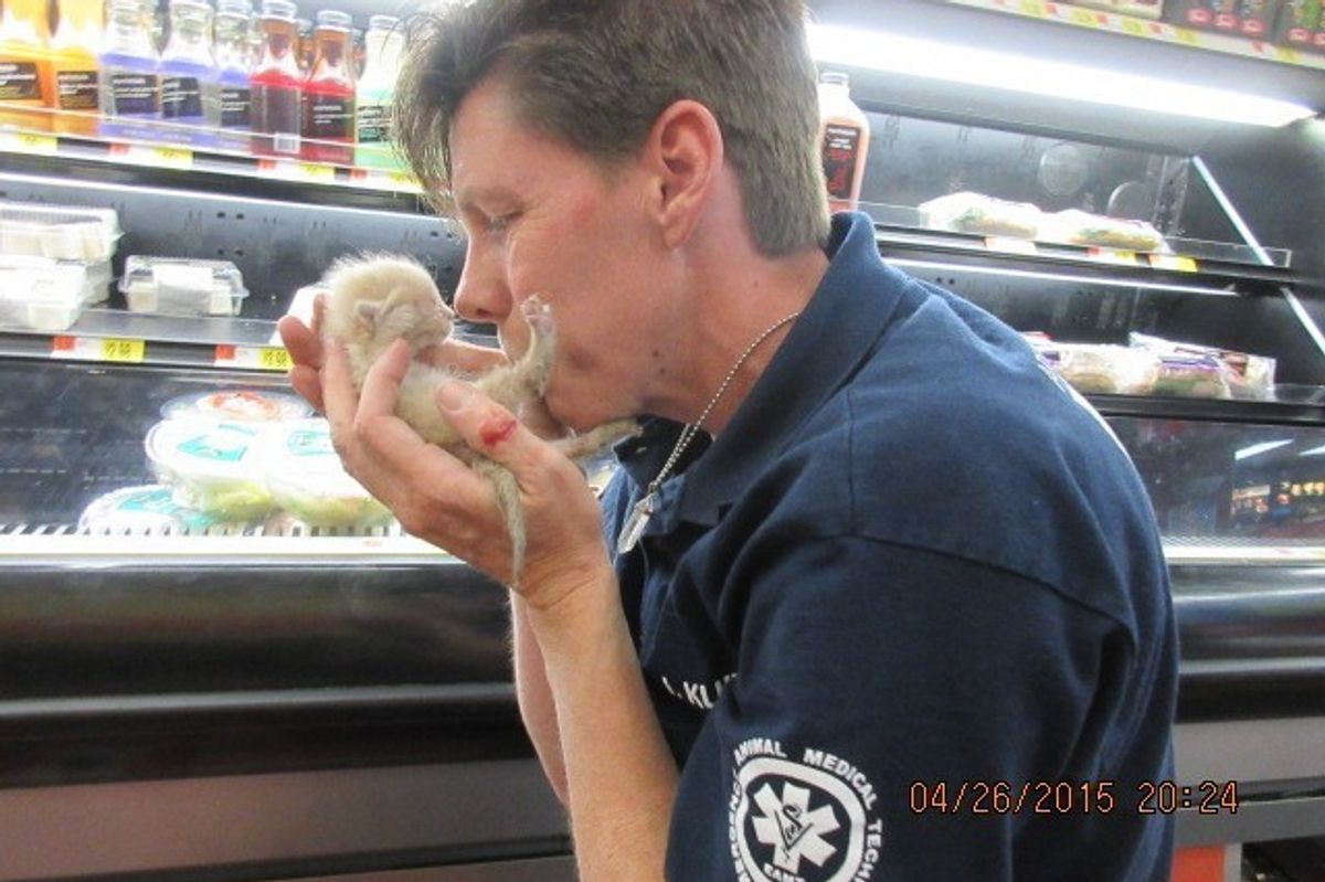 Shoppers Hear Kitten Cries Coming from Under the Fridge
