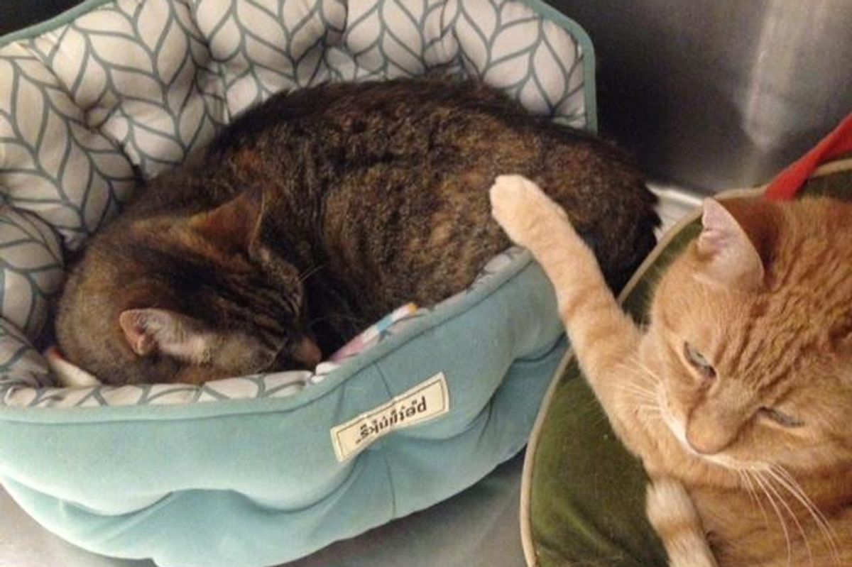 Senior Cat Tries to Comfort His Shy 16-year-old Sister at Shelter