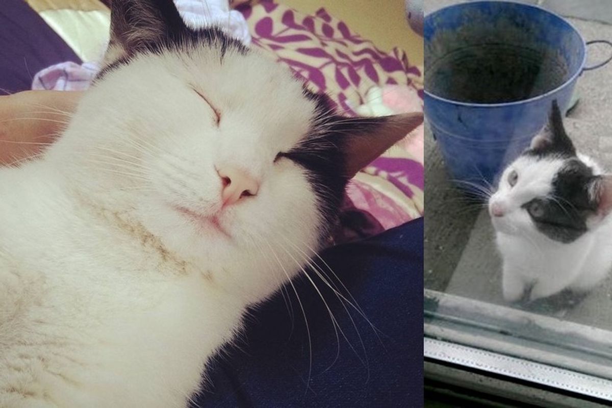 Kitten Showed Up in Family Garden Wanting a Home, They Didn't Stand a Chance