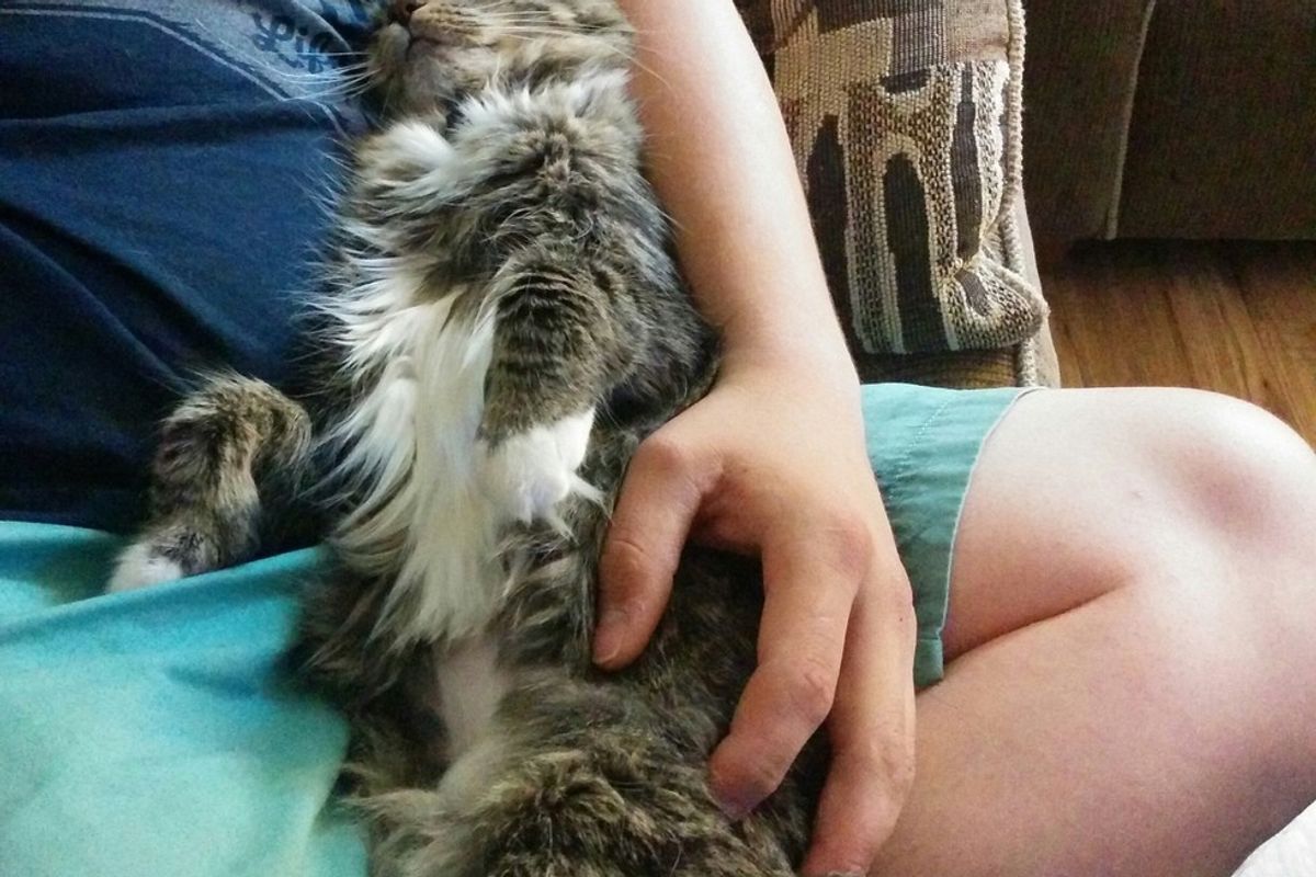 Cat Too Shy To Leave Her Cage at Shelter, First Day at Her Loving Home..