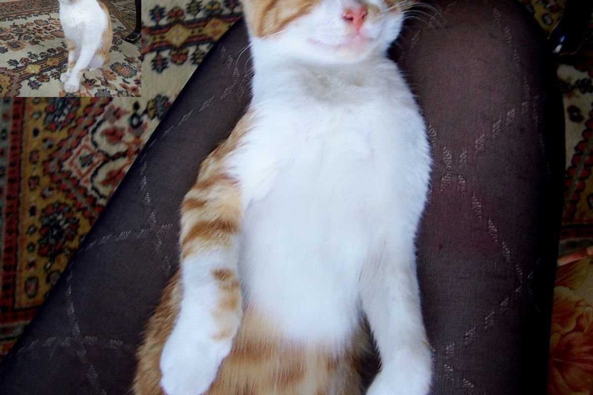 Abandoned Kitten Feels Love and Gives the Happiest Smile