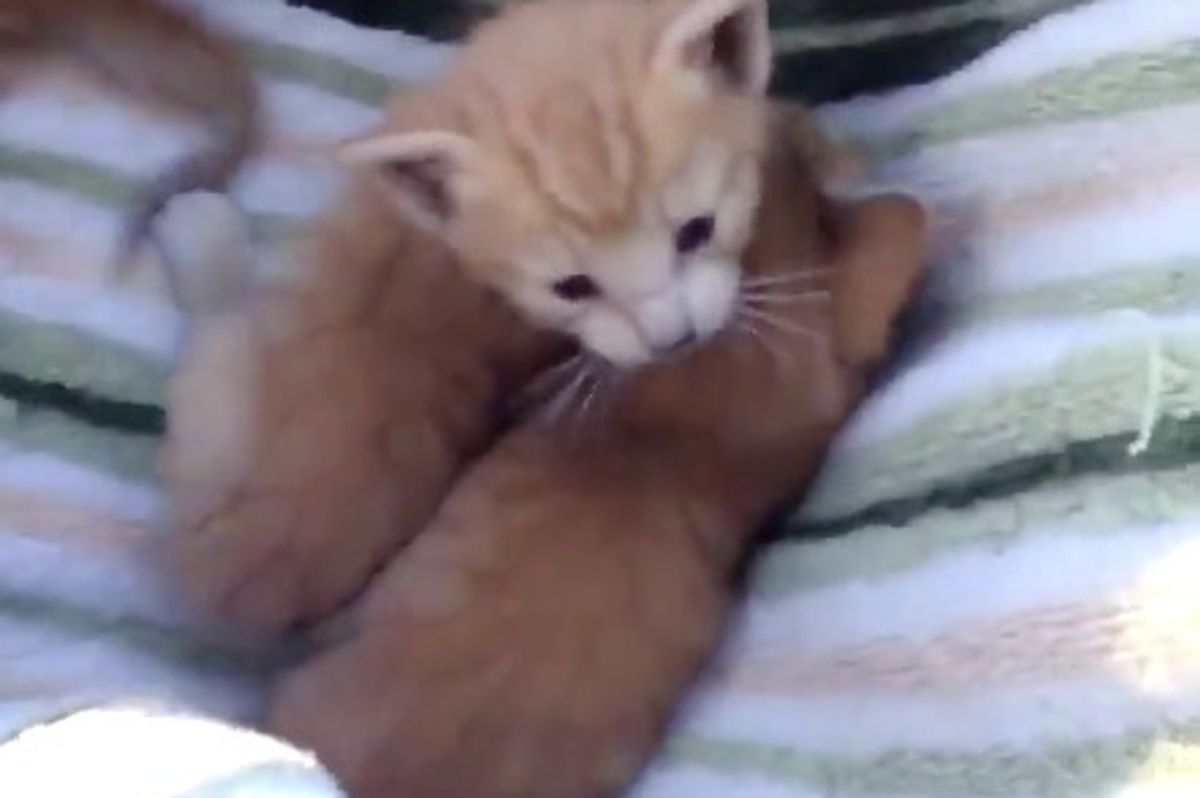 Guy Rescues Three Kittens While Playing Pokemon Go