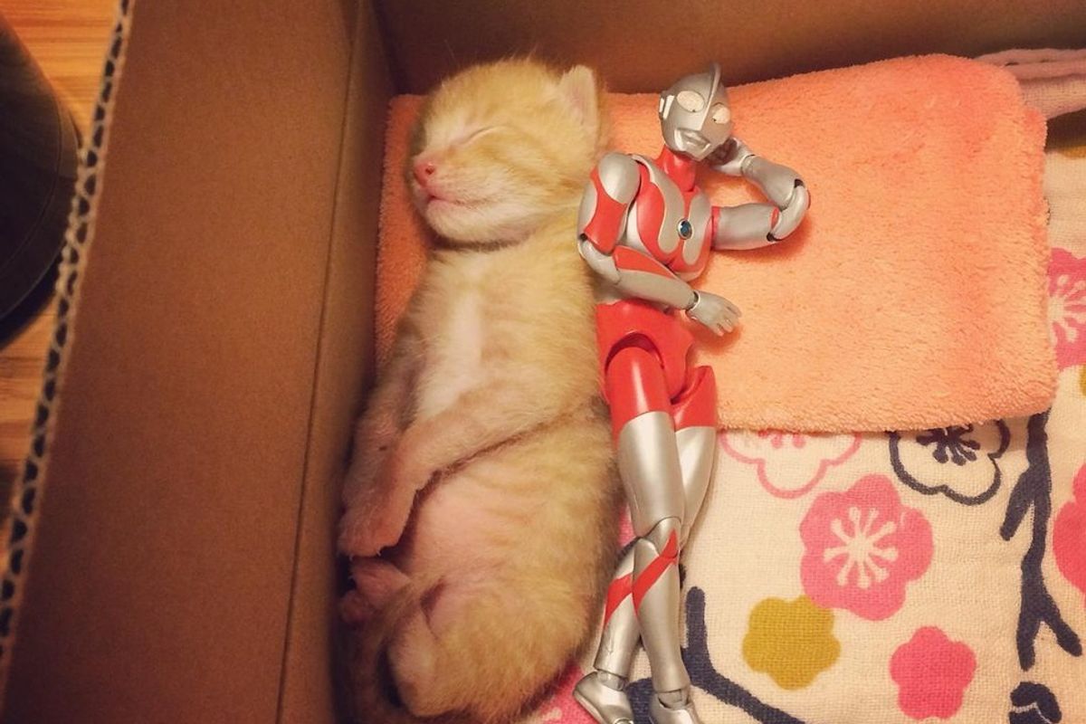 Family Saves 3-day-old Kitten and Gives Him an Unusual Friend to Grow Up with