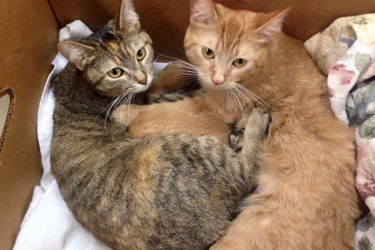 2 Rescue Mama Cats Found Clutched Together with 8 Babies Born Just Days Apart