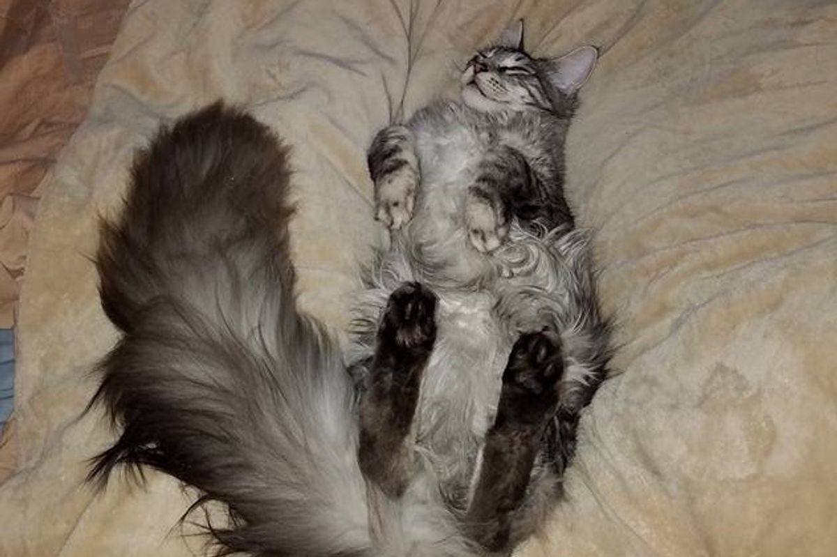 This Fluffy Cat May Have the World's Longest Tail