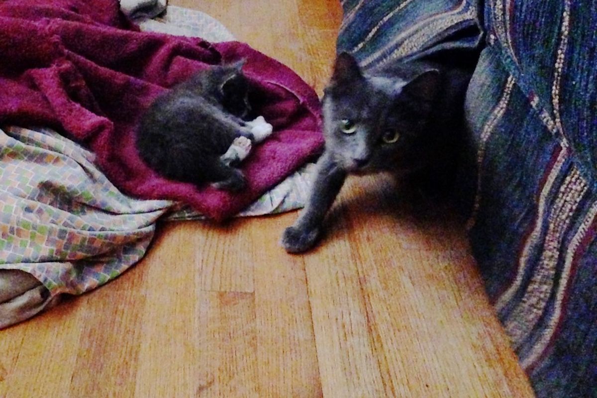 Man Saves 3 Kittens from Drowning During Storm and Reunites Them with Their Mama