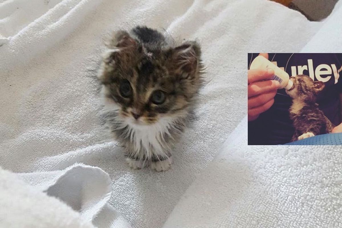 Kitten Saved from Fire Surprises His Rescuers with His New Fluff