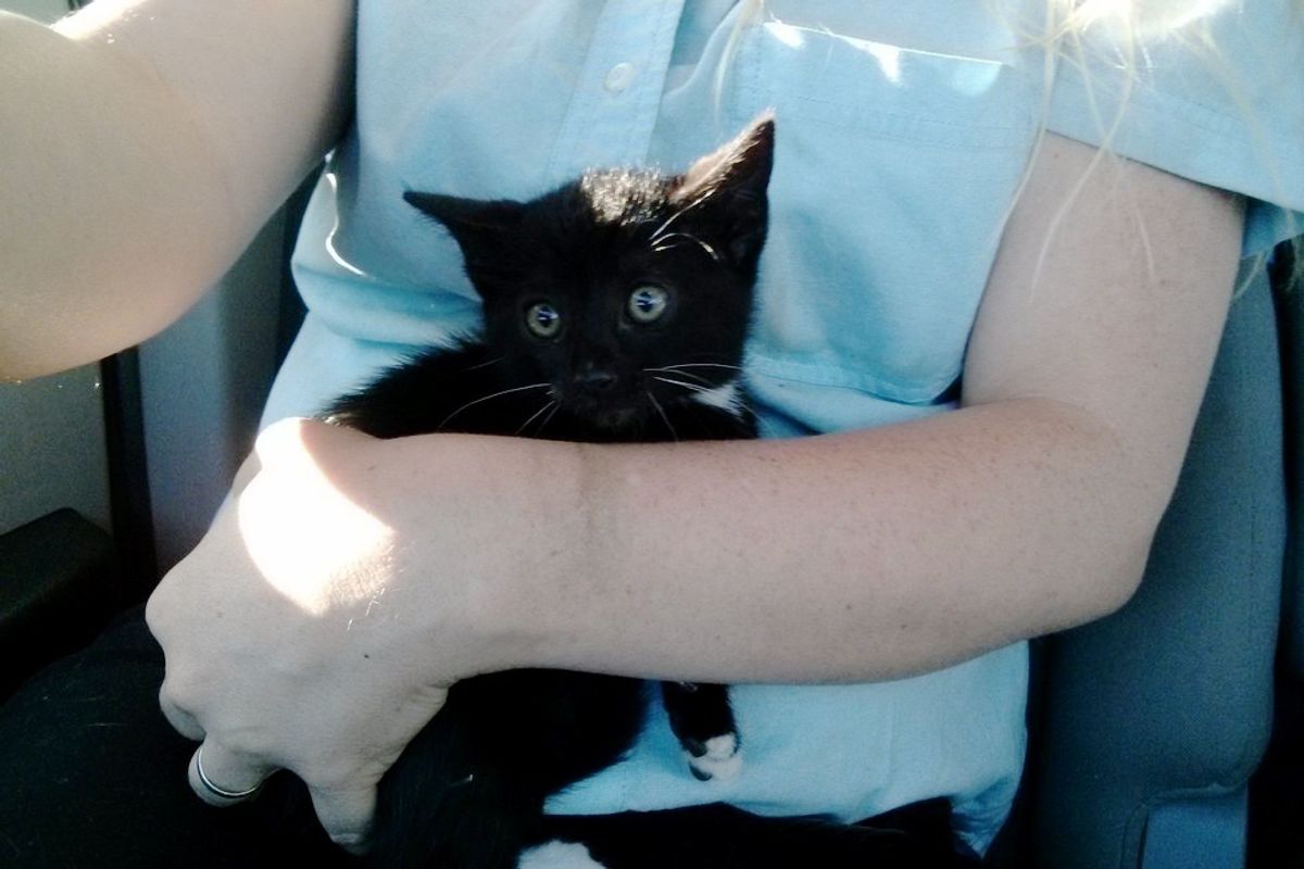 Stray Kitten Saved from Highway Doesn't Want to Stop Cuddling
