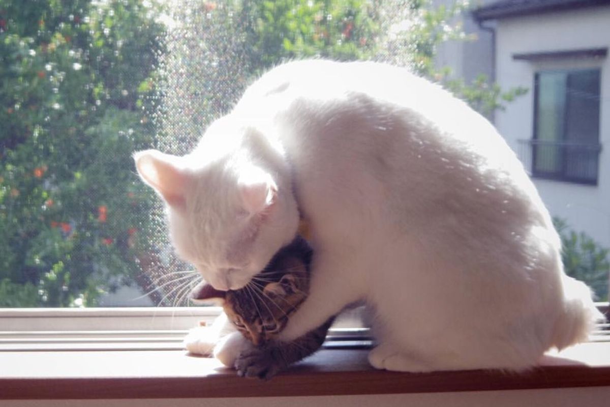 Cat Gives 2 Rescue Kittens Motherly Love They Desperately Needed